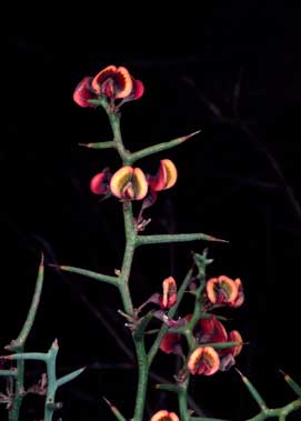 APII jpeg image of Daviesia intricata subsp. intricata  © contact APII