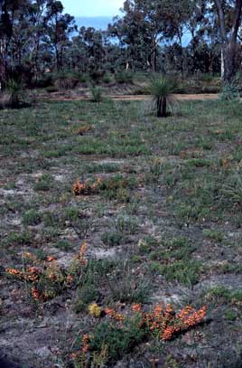 APII jpeg image of Eucalyptus wandoo,<br/>Loxocarya,<br/>Daviesia microphylla  © contact APII