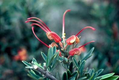 APII jpeg image of Grevillea tripartita subsp. macrostylis  © contact APII
