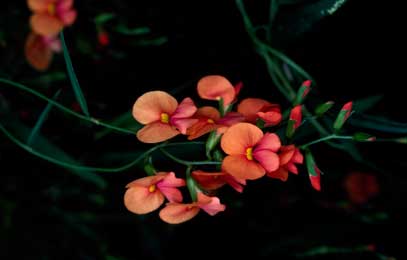 APII jpeg image of Chorizema diversifolium  © contact APII