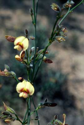 APII jpeg image of Erichsenia uncinata  © contact APII
