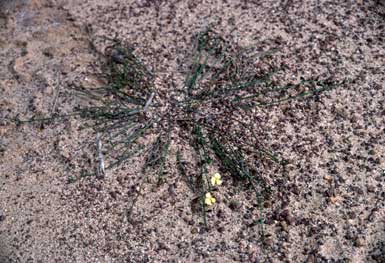 APII jpeg image of Sphaerolobium linophyllum  © contact APII