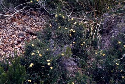 APII jpeg image of Hibbertia pedunculata  © contact APII