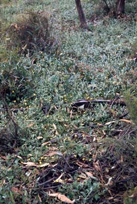 APII jpeg image of Goodenia hederacea subsp. hederacea  © contact APII