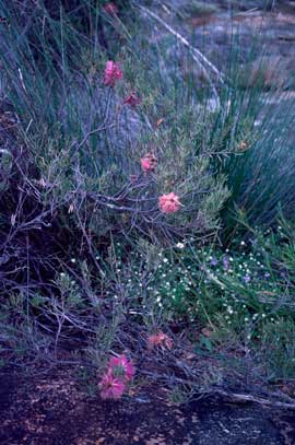 APII jpeg image of Melaleuca fulgens subsp. fulgens  © contact APII