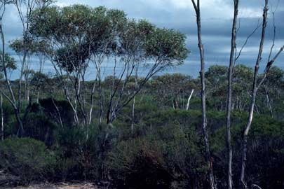 APII jpeg image of Eucalyptus eremophila,<br/>Melaleuca uncinata  © contact APII