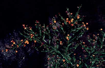 APII jpeg image of Daviesia trigonophylla  © contact APII