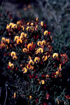 APII jpeg image of Daviesia brachyphylla  © contact APII