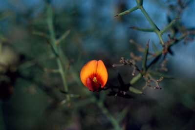 APII jpeg image of Daviesia ramosissima  © contact APII
