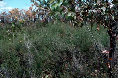 APII jpeg image of Daviesia flexuosa  © contact APII