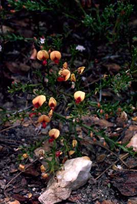 APII jpeg image of Daviesia mesophylla  © contact APII