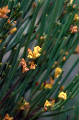 APII jpeg image of Daviesia apiculata  © contact APII