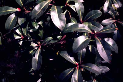 APII jpeg image of Tasmannia purpurascens  © contact APII