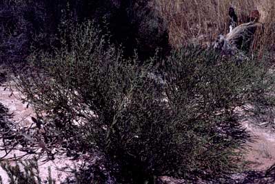 APII jpeg image of Daviesia incrassata subsp. teres  © contact APII