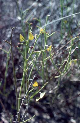APII jpeg image of Daviesia uncinata  © contact APII
