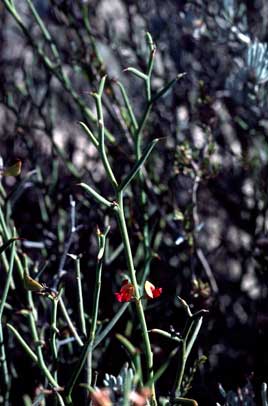 APII jpeg image of Daviesia uncinata  © contact APII