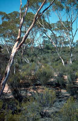 APII jpeg image of Eucalyptus ovularis,<br/>Daviesia purpurascens  © contact APII