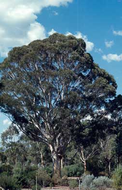 APII jpeg image of Eucalyptus rossii  © contact APII