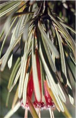 APII jpeg image of Lambertia formosa  © contact APII