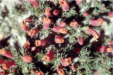 APII jpeg image of Lechenaultia tubiflora  © contact APII