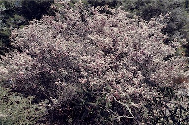 APII jpeg image of Leptospermum rotundifolium  © contact APII