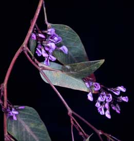 APII jpeg image of Hardenbergia violacea  © contact APII