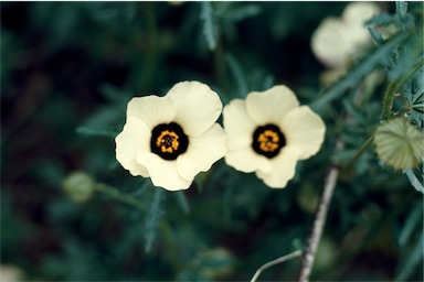 APII jpeg image of Hibiscus trionum  © contact APII