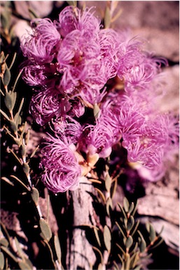 APII jpeg image of Melaleuca thymifolia  © contact APII