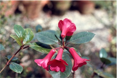 APII jpeg image of Rhododendron viriosum  © contact APII