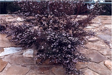 APII jpeg image of Westringia longifolia  © contact APII