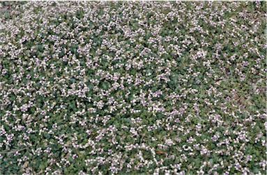 APII jpeg image of Viola hederacea  © contact APII