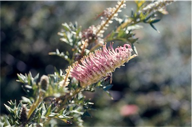 APII jpeg image of Grevillea acanthifolia  © contact APII