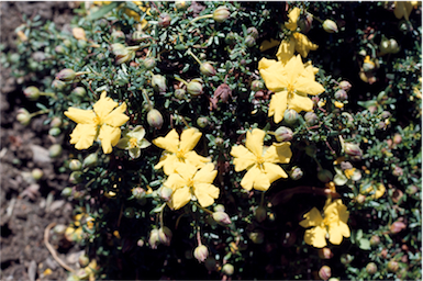 APII jpeg image of Hibbertia pedunculata  © contact APII