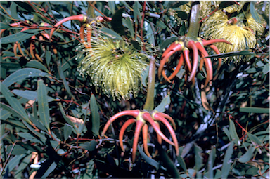 APII jpeg image of Eucalyptus lehmannii subsp. parallela  © contact APII
