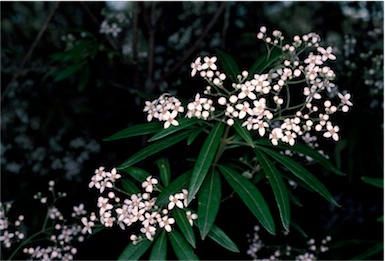 APII jpeg image of Zieria arborescens  © contact APII