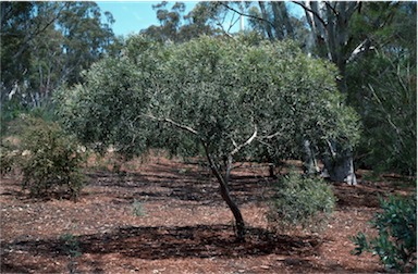 APII jpeg image of Eucalyptus cunninghamii  © contact APII