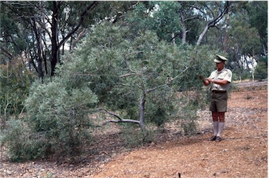 APII jpeg image of Eucalyptus cunninghamii  © contact APII