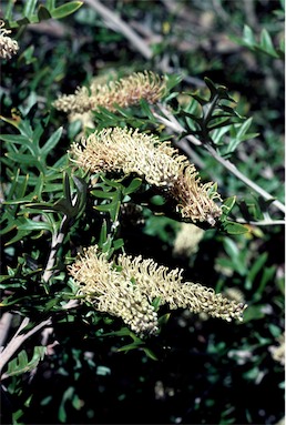 APII jpeg image of Grevillea willisii subsp. willisii  © contact APII