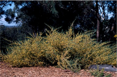 APII jpeg image of Acacia flexifolia  © contact APII