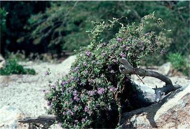 APII jpeg image of Billardiera variifolia  © contact APII