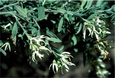 APII jpeg image of Cyphanthera albicans subsp. notabilis  © contact APII