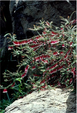 APII jpeg image of Epacris longiflora  © contact APII