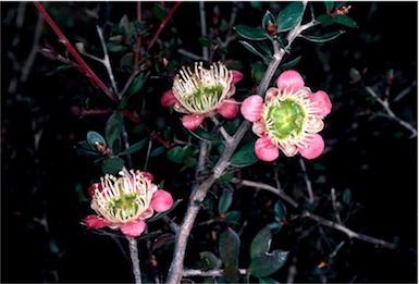APII jpeg image of Leptospermum macrocarpum  © contact APII