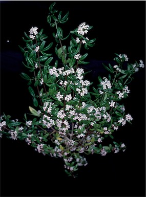 APII jpeg image of Zieria smithii  © contact APII