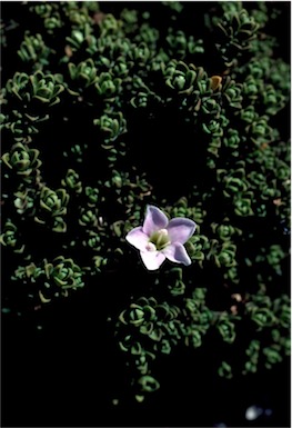 APII jpeg image of Chionohebe densifolia  © contact APII