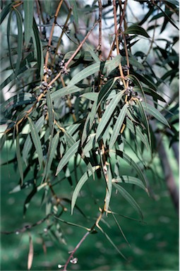 APII jpeg image of Eucalyptus sturgissiana  © contact APII