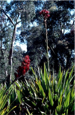 APII jpeg image of Doryanthes palmeri,<br/>Doryanthes excelsa  © contact APII