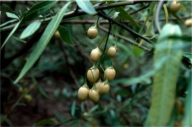 APII jpeg image of Solanum laciniatum  © contact APII