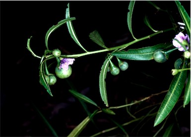 APII jpeg image of Solanum simile  © contact APII