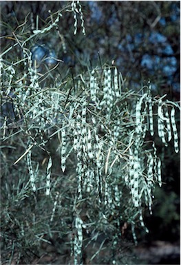 APII jpeg image of Acacia iteaphylla  © contact APII